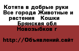 Котята в добрые руки - Все города Животные и растения » Кошки   . Брянская обл.,Новозыбков г.